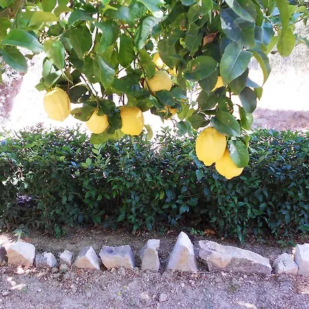 מלון דירות Anemona פאלאוקסטריצה